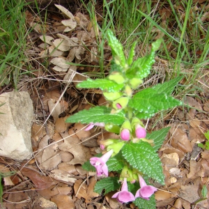 Photographie n°12587 du taxon Melittis melissophyllum L. [1753]