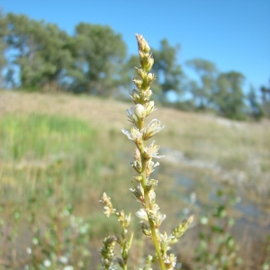 Photographie n°12601 du taxon Myricaria germanica (L.) Desv. [1824]