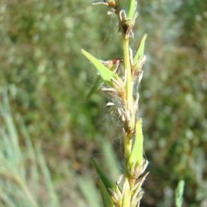 Photographie n°12604 du taxon Myricaria germanica (L.) Desv. [1824]