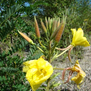 Photographie n°12617 du taxon Oenothera suaveolens Desf. ex Pers. [1805]