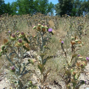 Photographie n°12627 du taxon Onopordum acanthium L. [1753]