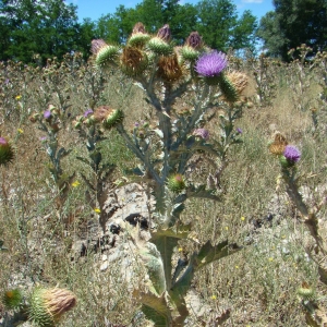 Photographie n°12628 du taxon Onopordum acanthium L. [1753]