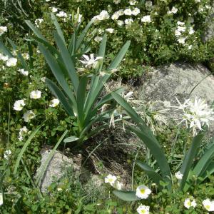 Photographie n°12649 du taxon Pancratium illyricum L. [1753]