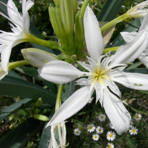 Photographie n°12652 du taxon Pancratium illyricum L. [1753]