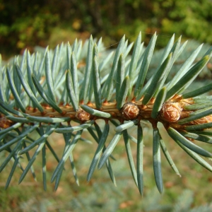 Photographie n°12655 du taxon Picea pungens Engelm. [1879]