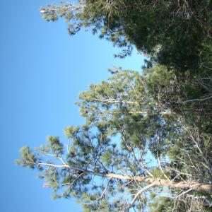 Photographie n°12660 du taxon Pinus halepensis subsp. brutia (Ten.) A.E.Murray [1983]