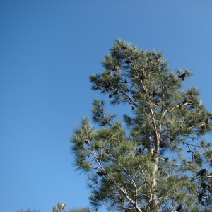 Photographie n°12662 du taxon Pinus halepensis subsp. brutia (Ten.) A.E.Murray [1983]