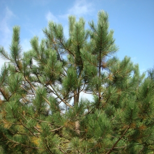 Photographie n°12663 du taxon Pinus calabrica Delamare