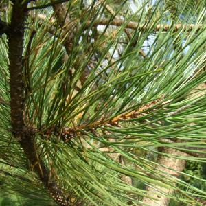 Photographie n°12664 du taxon Pinus calabrica Delamare