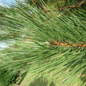 Photographie n°12665 du taxon Pinus calabrica Delamare