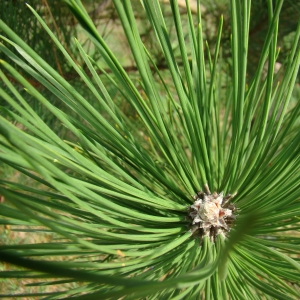 Photographie n°12666 du taxon Pinus calabrica Delamare