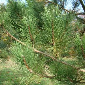 Photographie n°12667 du taxon Pinus calabrica Delamare