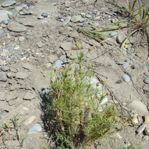 Photographie n°12682 du taxon Plantago sempervirens Crantz [1766]