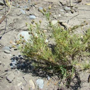 Photographie n°12683 du taxon Plantago sempervirens Crantz [1766]