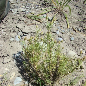 Photographie n°12685 du taxon Plantago sempervirens Crantz [1766]