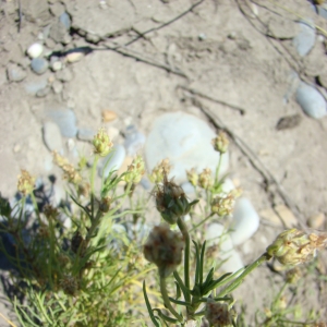 Photographie n°12686 du taxon Plantago sempervirens Crantz [1766]