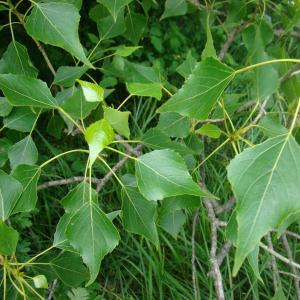 Photographie n°12688 du taxon Populus nigra L. [1753]