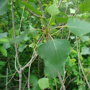 Photographie n°12692 du taxon Populus x canadensis Moench [1785]