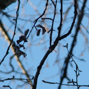 Photographie n°12695 du taxon Populus x canescens (Aiton) Sm. [1804]