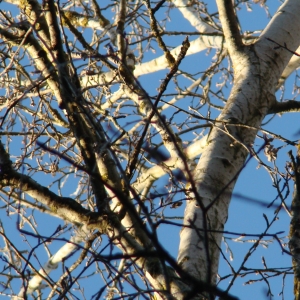 Photographie n°12696 du taxon Populus x canescens (Aiton) Sm. [1804]