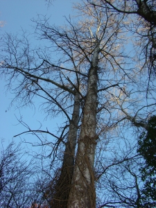 Anonyme, le 28 novembre 2007 (Saint-Julien-de-Peyrolas (proximité de l'Ardèche (rivière et département)))