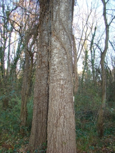 Anonyme, le 28 novembre 2007 (Saint-Julien-de-Peyrolas (proximité de l'Ardèche (rivière et département)))