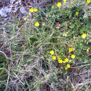 Photographie n°12714 du taxon Potentilla neumanniana Rchb. [1832]