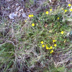 Photographie n°12715 du taxon Potentilla neumanniana Rchb. [1832]