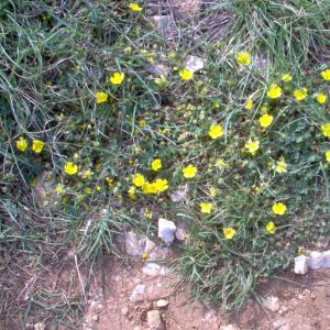 Photographie n°12716 du taxon Potentilla neumanniana Rchb. [1832]