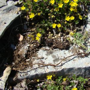 Photographie n°12720 du taxon Potentilla neumanniana Rchb. [1832]