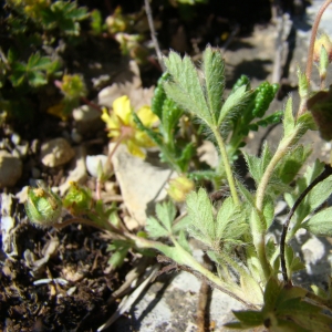 Photographie n°12721 du taxon Potentilla neumanniana Rchb. [1832]