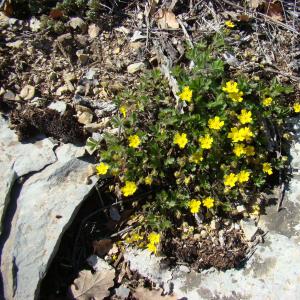 Photographie n°12722 du taxon Potentilla neumanniana Rchb. [1832]