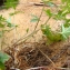   - Potentilla erecta (L.) Räusch. [1797]