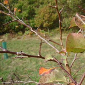 Photographie n°12733 du taxon Pyrus communis L. [1753]