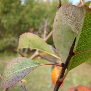 Photographie n°12734 du taxon Pyrus communis L. [1753]