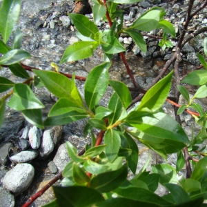 Photographie n°12778 du taxon Salix daphnoides Vill. [1779]