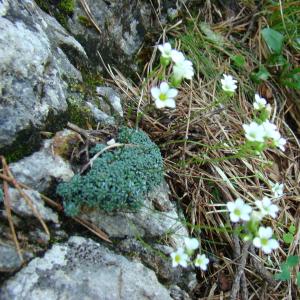 Photographie n°12802 du taxon Saxifraga caesia L. [1753]