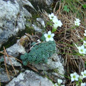 Photographie n°12803 du taxon Saxifraga caesia L. [1753]