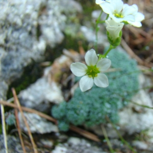 Photographie n°12804 du taxon Saxifraga caesia L. [1753]