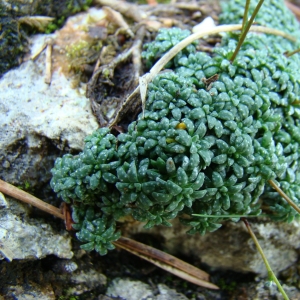 Photographie n°12805 du taxon Saxifraga caesia L. [1753]