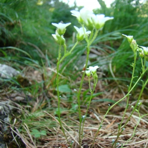 Saxifraga recurvifolia Lapeyr. (Saxifrage bleuâtre)