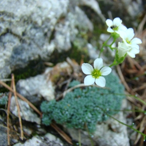 Photographie n°12807 du taxon Saxifraga caesia L. [1753]