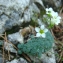   - Saxifraga caesia L. [1753]