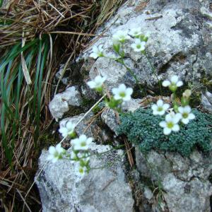 Photographie n°12808 du taxon Saxifraga caesia L. [1753]