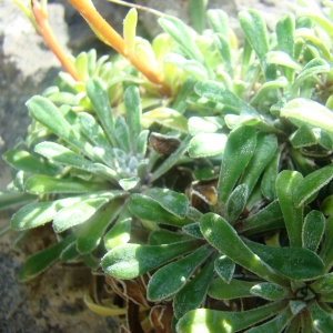 Saxifraga lingulata proles cochlearis (Rchb.) Rouy & E.G.Camus (Saxifrage cochléaire)