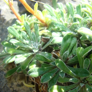 Saxifraga lingulata subsp. cochlearis (Rchb.) P.Fourn. (Saxifrage cochléaire)