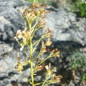  - Saxifraga cochlearis Rchb. [1832]