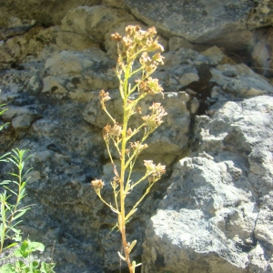  - Saxifraga cochlearis Rchb. [1832]