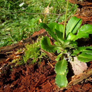 Photographie n°12814 du taxon Saxifraga umbrosa L. [1762]