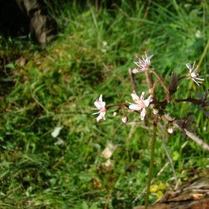 Photographie n°12815 du taxon Saxifraga umbrosa L. [1762]